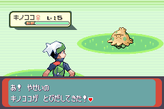 キノココ出現